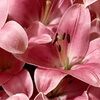 lucib_01902